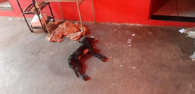 Cachorro morre de hipotermia na madrugada e tutores são presos