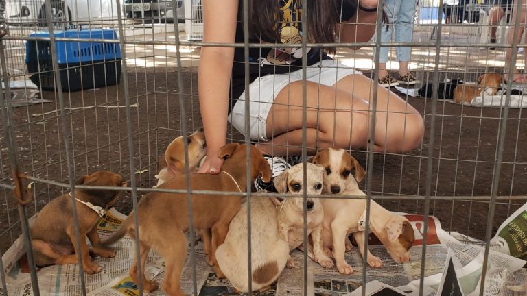 Prefeitura promove neste sábado 3ª feira de adoção de cães e gatos