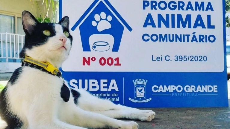 Lançado em 2022, Animal Comunitário garante proteção a 187 cães e gatos em Campo Grande