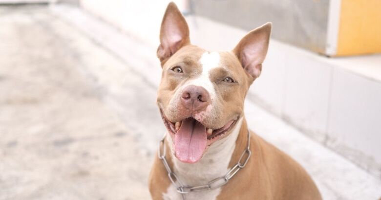 Pitbull invade casa e mata cachorrinha em Dourados