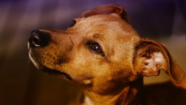 Prefeitura realiza ação de adoção de cães e gatos na Praça Bolívia neste domingo