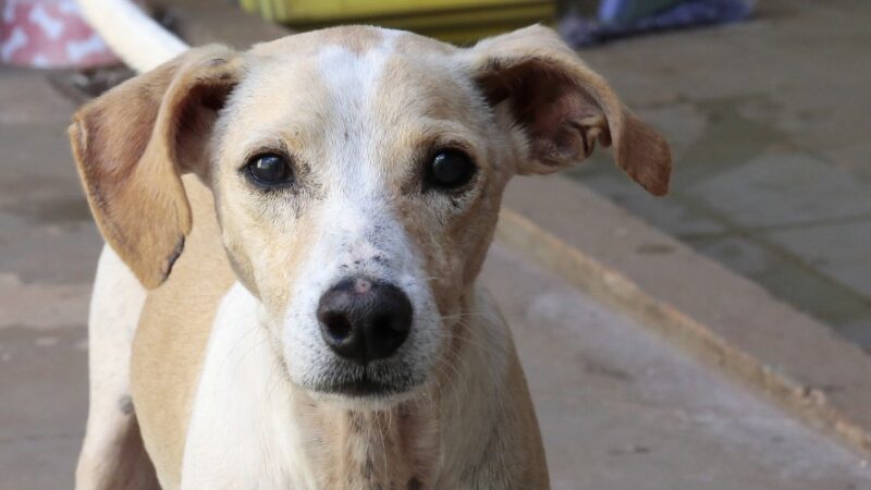 Campo Grande terá ‘Dezembro Verde’ contra abandono de animais