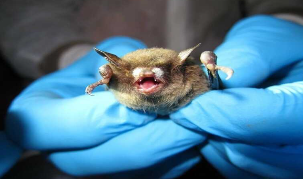Campo Grande registra primeiro caso de morcego positivo para raiva em 2026