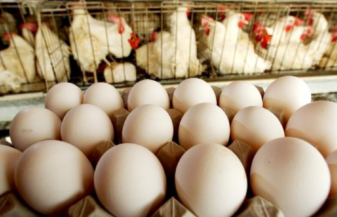 Preço dos ovos sobe até 15% com demanda aquecida no país