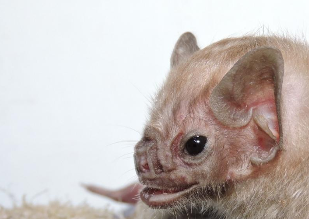 Campo Grande tem 4º morcego com raiva; população deve redobrar atenção