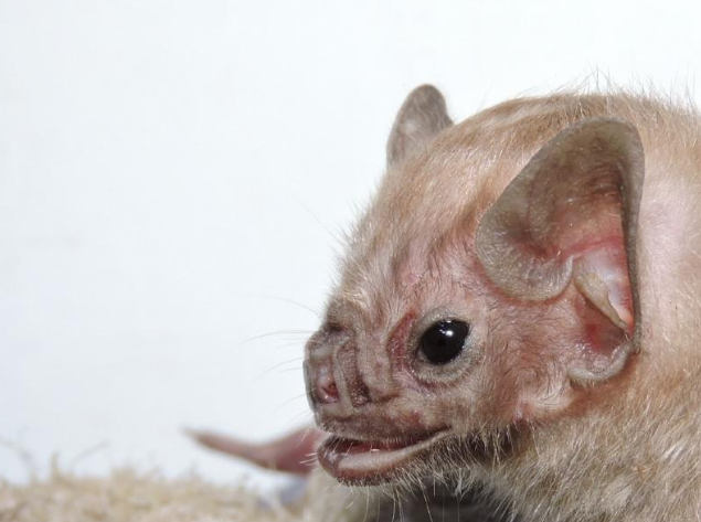 Campo Grande tem 4º morcego com raiva; população deve redobrar atenção