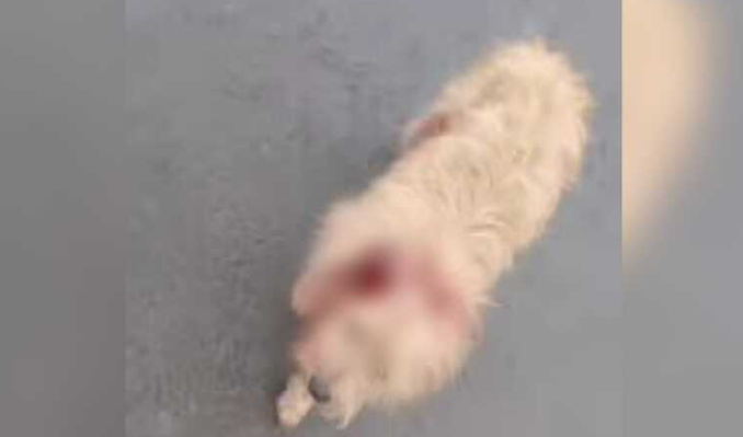 Idoso é preso por cortar orelha de cachorro em Ribas do Rio Pardo
