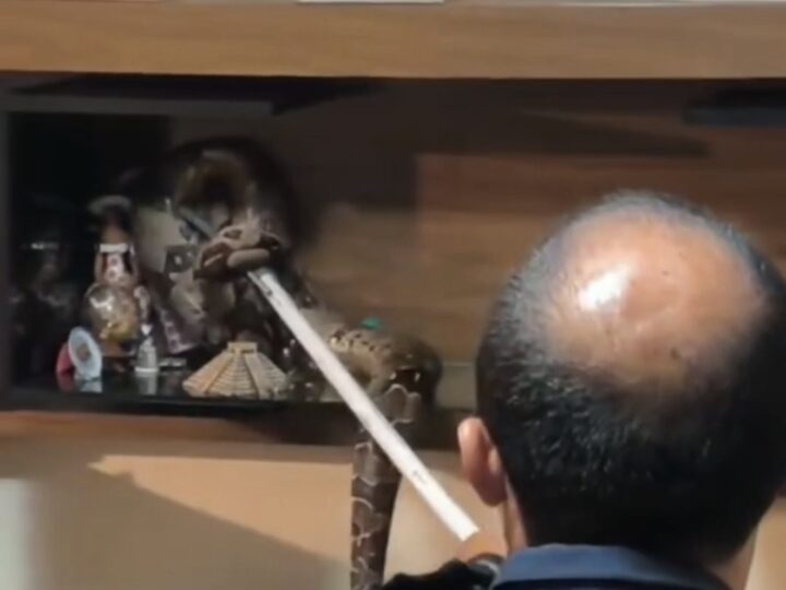 Cobra é resgatada dentro de residência em Vila Velha e devolvida à natureza