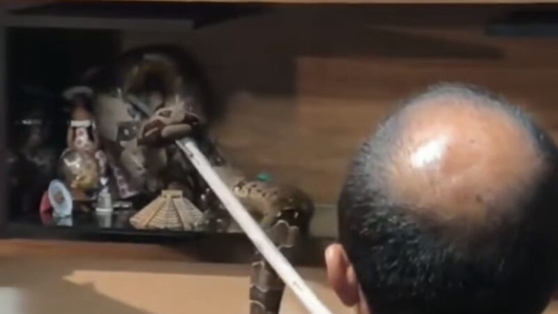 Cobra é resgatada dentro de residência em Vila Velha e devolvida à natureza