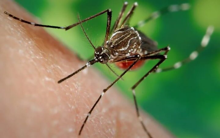Chikungunya chega a 24 casos em Três Lagoas e acende alerta