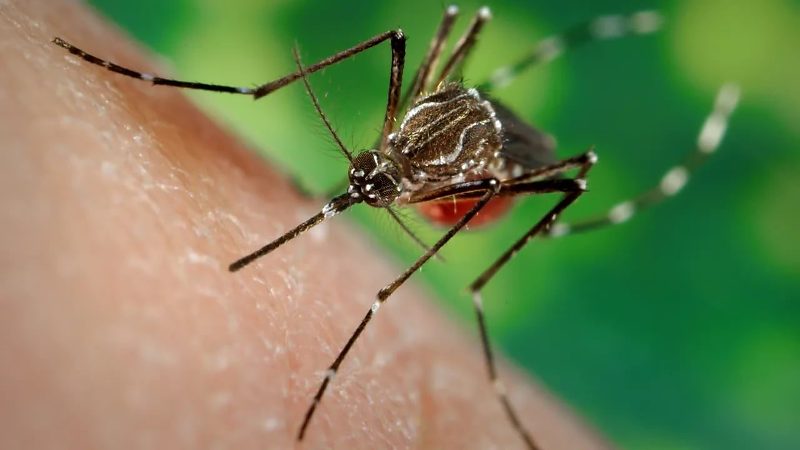 Chikungunya chega a 24 casos em Três Lagoas e acende alerta