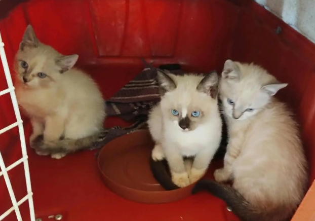 Feira reúne gatinhos em busca de um lar nesta sexta-feira
